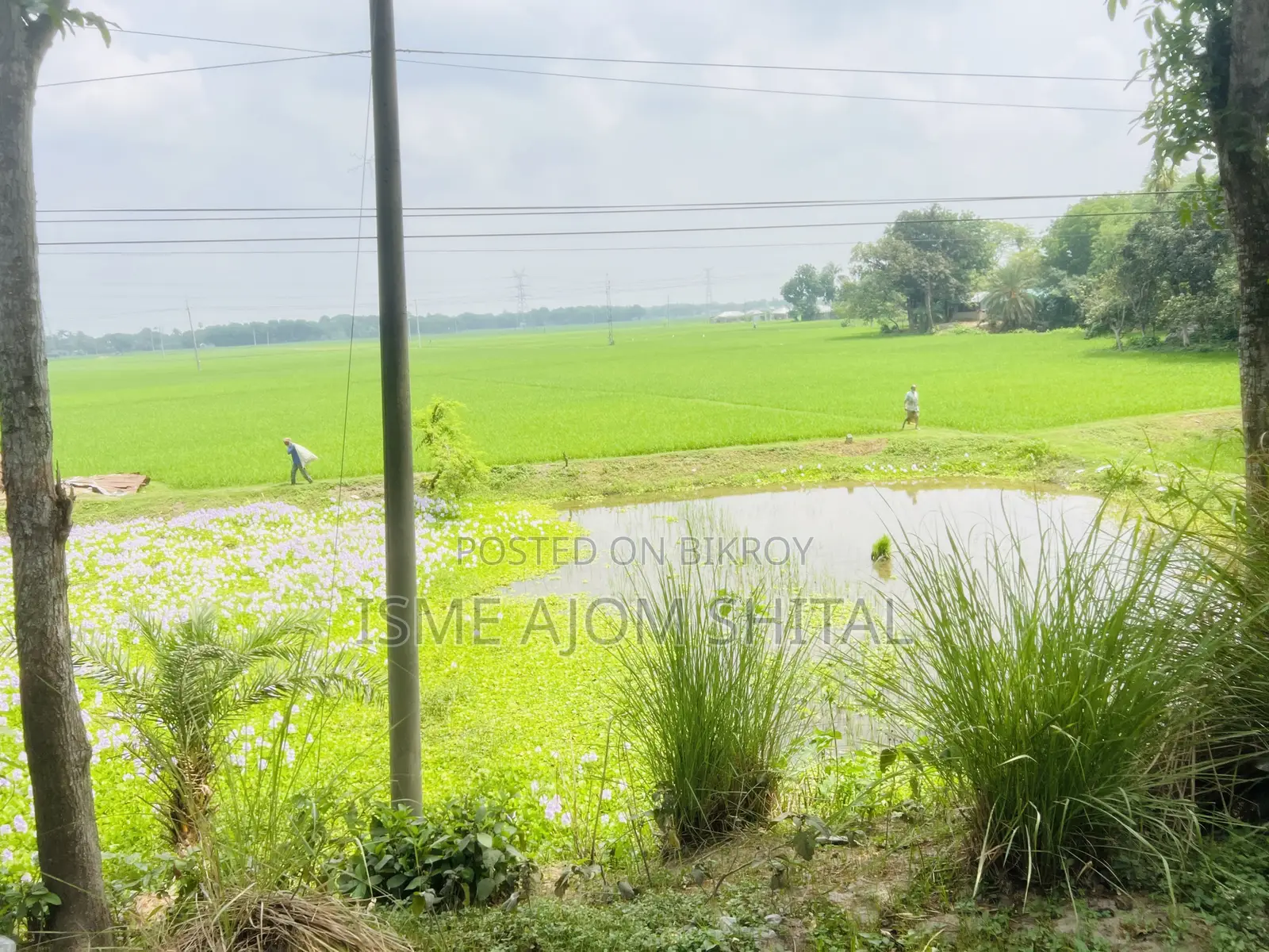 Urgent Sale! 65 Katha Land Adjacent to Pabna, Gachpara Main Road.