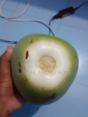 Green Coconut - Coconut