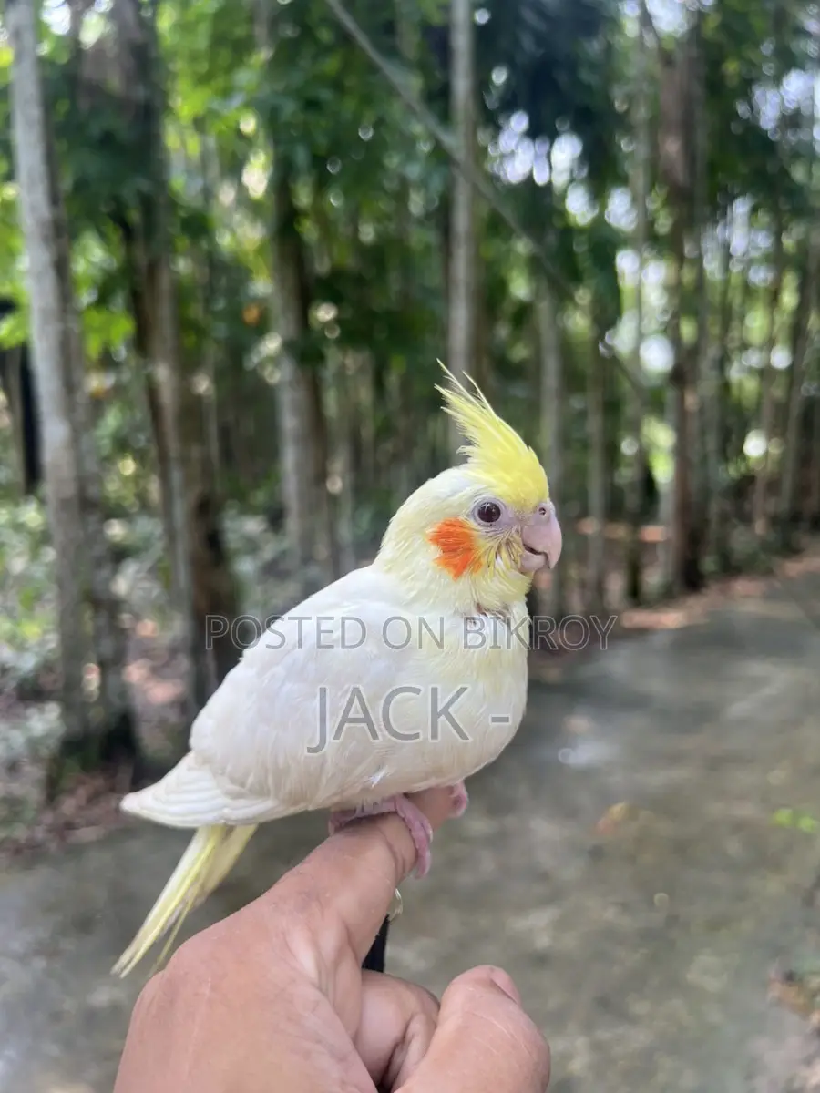 Lutino Cockatiel