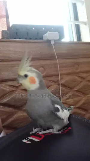 Full Tame Cockatiel Bird
