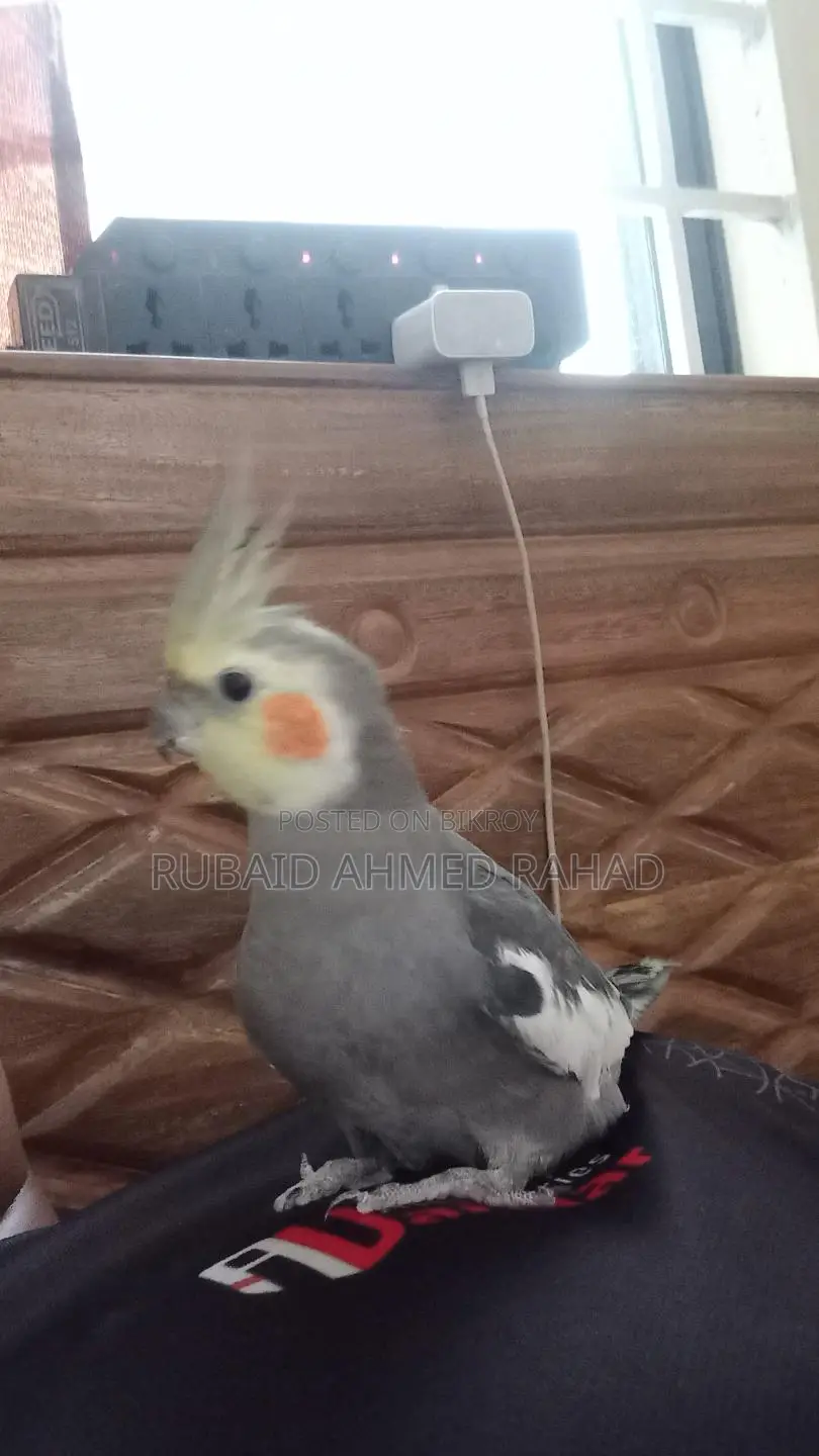 Full Tame Cockatiel Bird