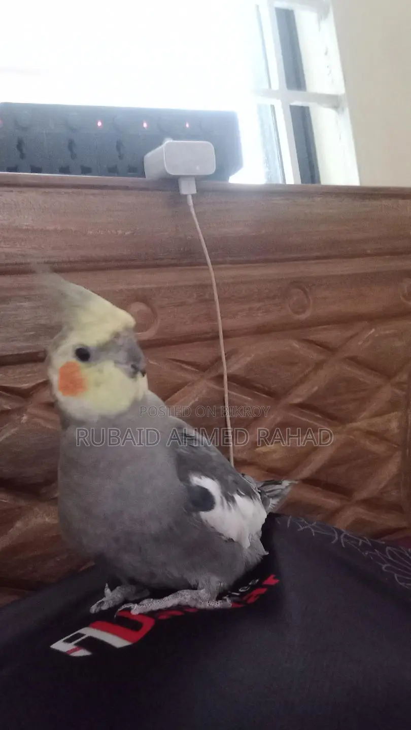 Full Tame Cockatiel Bird