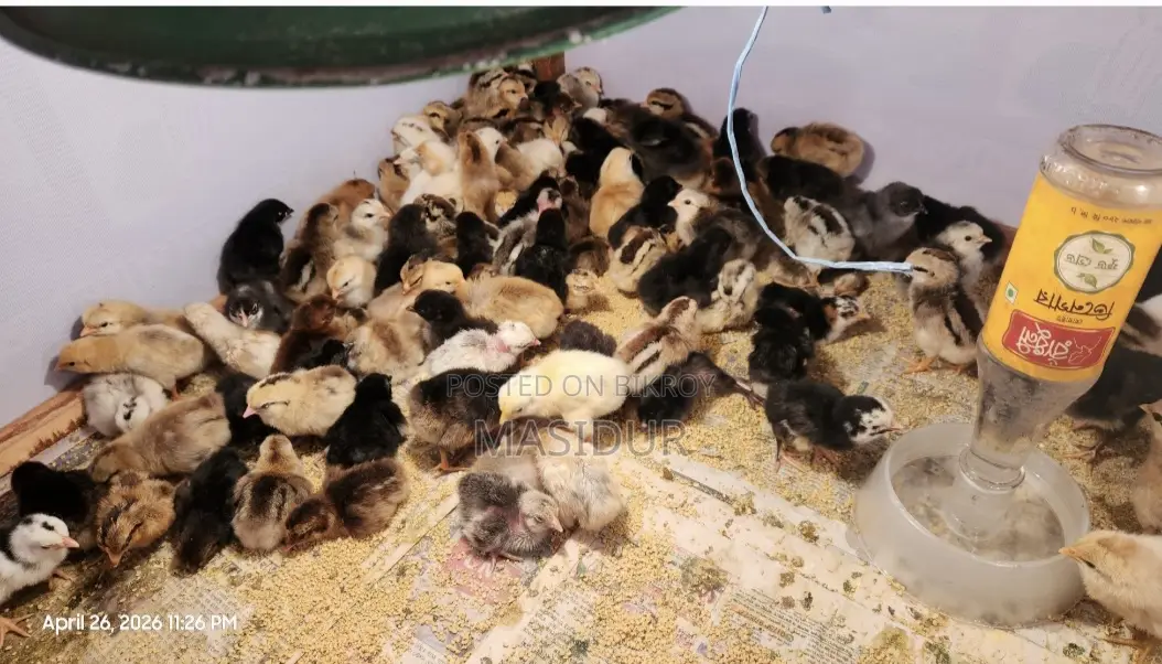 Pure Desi chicken chicks for sale