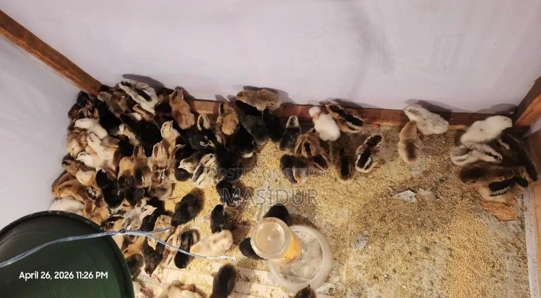 Pure Desi chicken chicks for sale