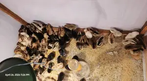 Pure Desi chicken chicks for sale