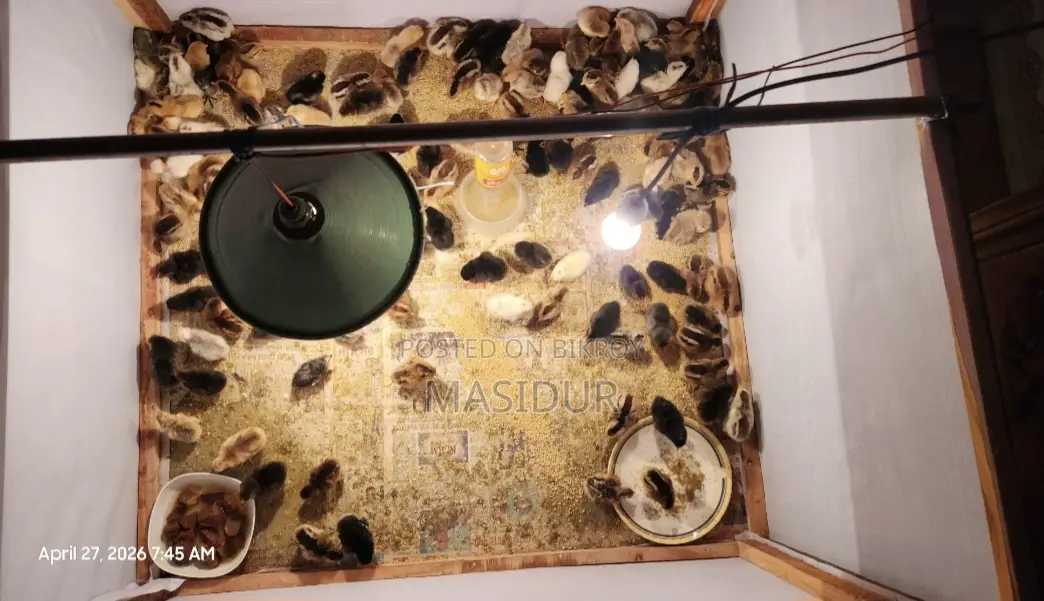 Pure Desi chicken chicks for sale