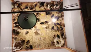 Pure Desi chicken chicks for sale