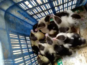 চিনা হাঁসের বাচ্চা বিক্রি