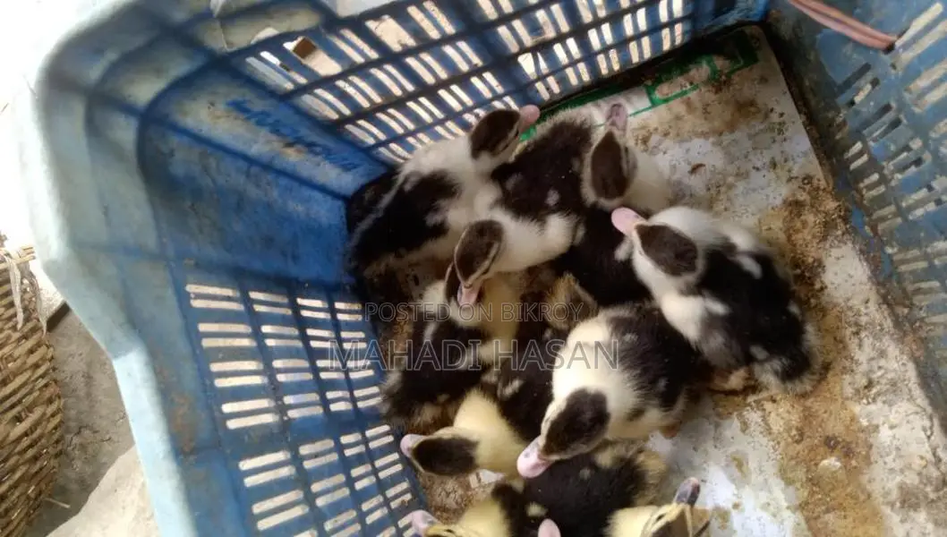 Chinese ducklings for sale