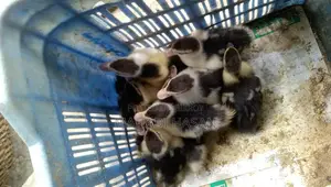Chinese ducklings for sale
