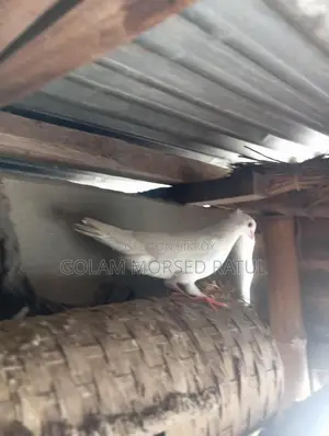 Kagji Pigeons for Sale (Running with Eggs/Chicks)