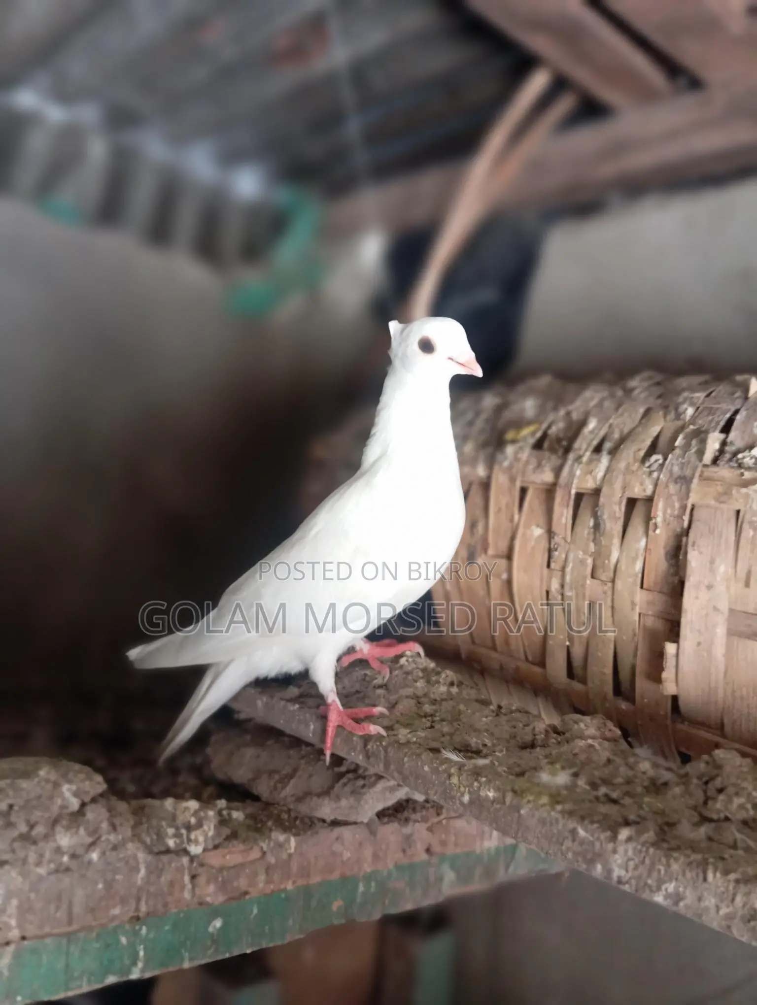 Kagji Pigeons for Sale (Running with Eggs/Chicks)