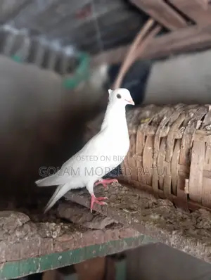 Kagji Pigeons for Sale (Running with Eggs/Chicks)