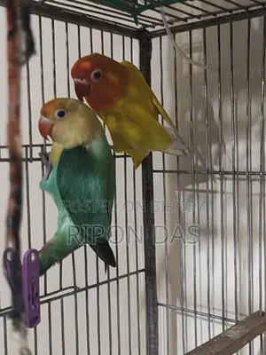 Parblue Opaline & Lutino Pair Adult