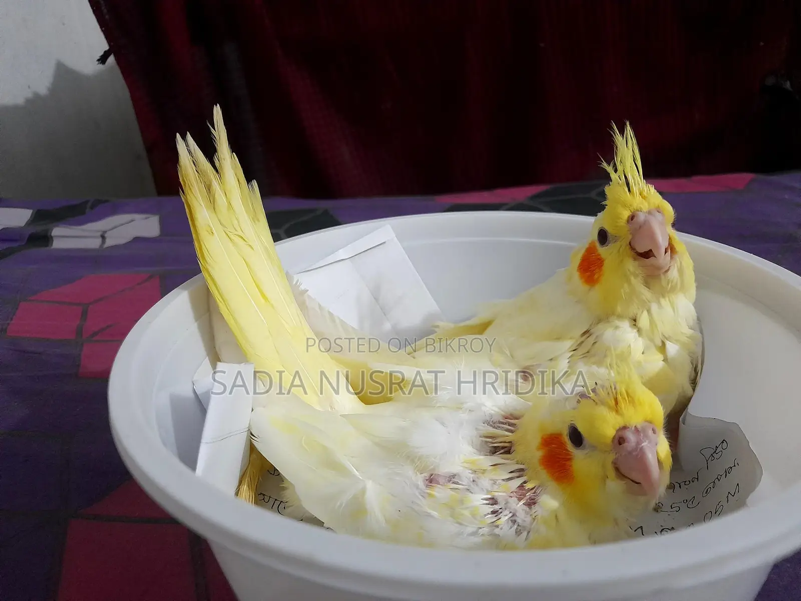 Cockatiel Baby (Tame Size)