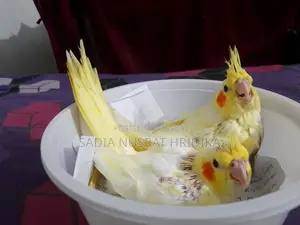 Cockatiel Baby (Tame Size)