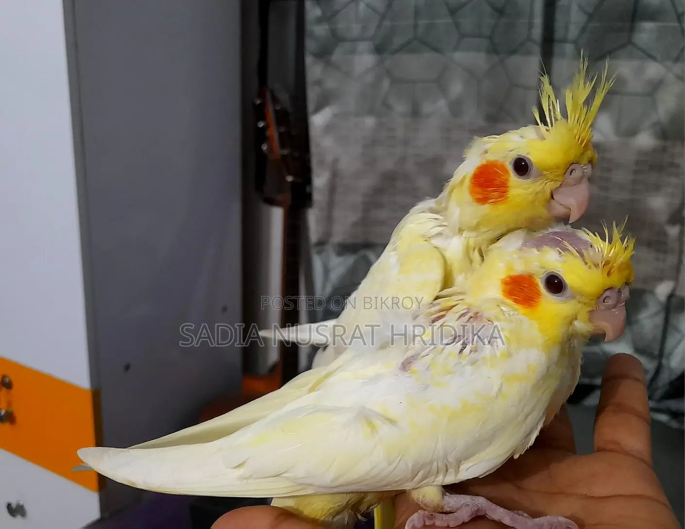 Cockatiel Baby (Tame Size)