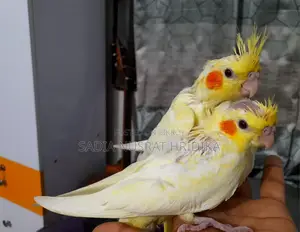Cockatiel Baby (Tame Size)