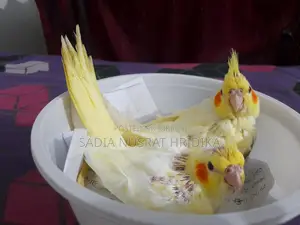 Cockatiel Baby (Tame Size)