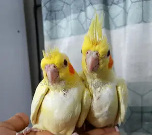 Cockatiel Baby (Tame Size)