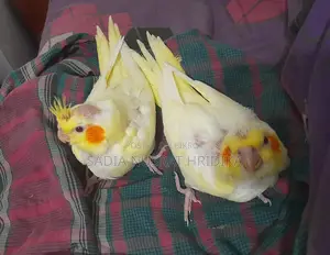 Cockatiel Baby (Tame Size)
