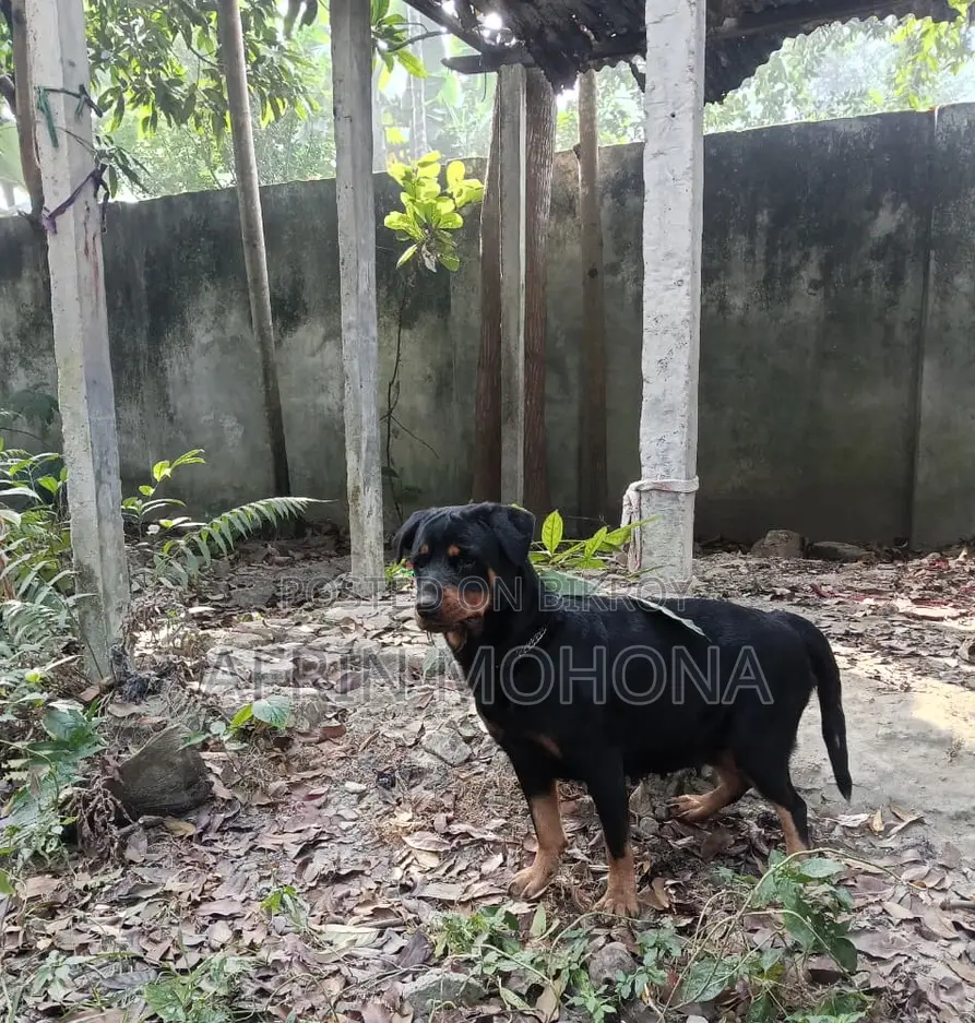 1-3 Months Male Purebred Rottweiler