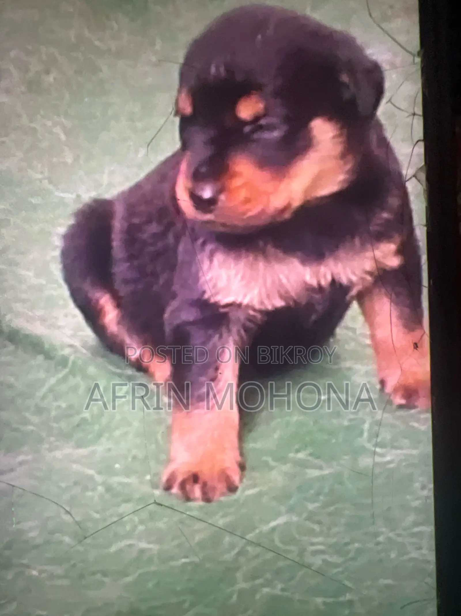 1-3 Months Male Purebred Rottweiler
