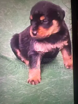 1-3 Months Male Purebred Rottweiler