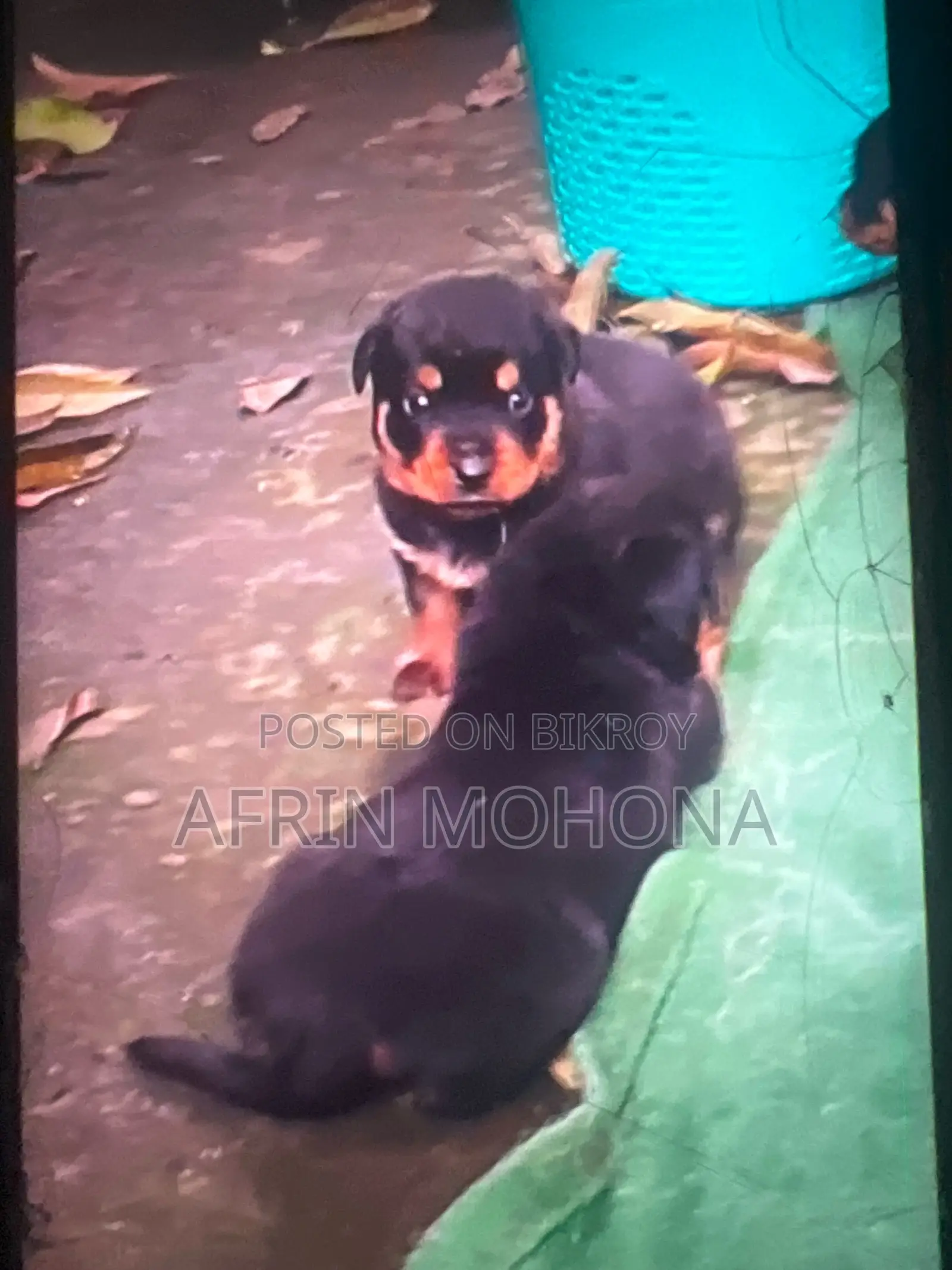 1-3 Months Male Purebred Rottweiler
