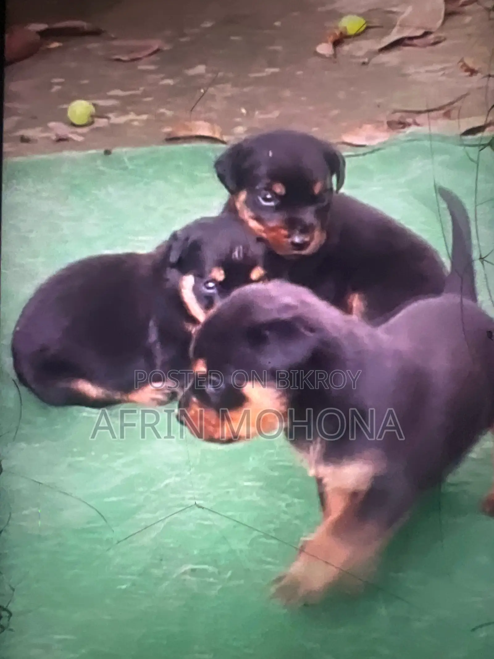 1-3 Months Male Purebred Rottweiler