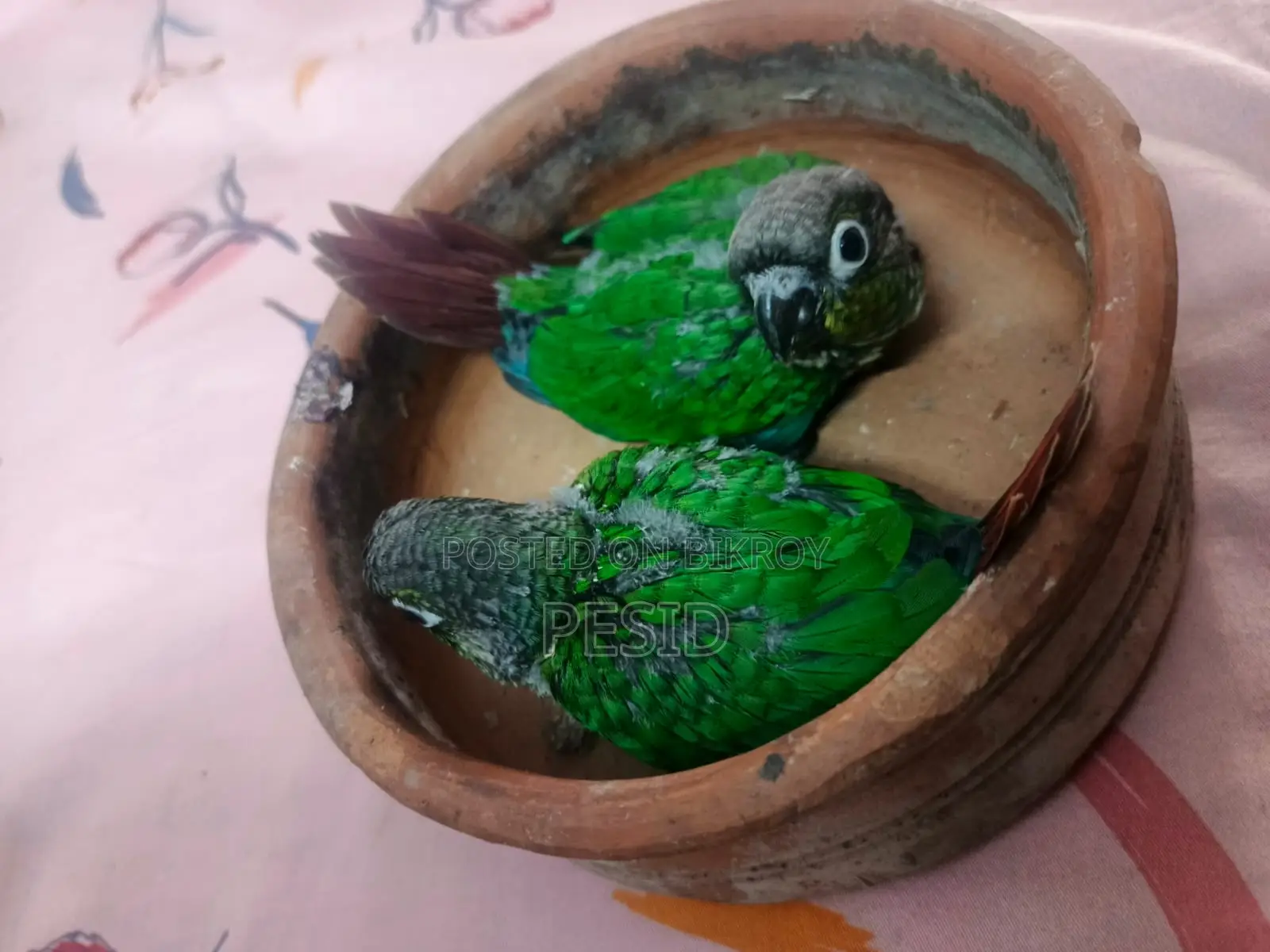 গ্রিনচেক কনিউর