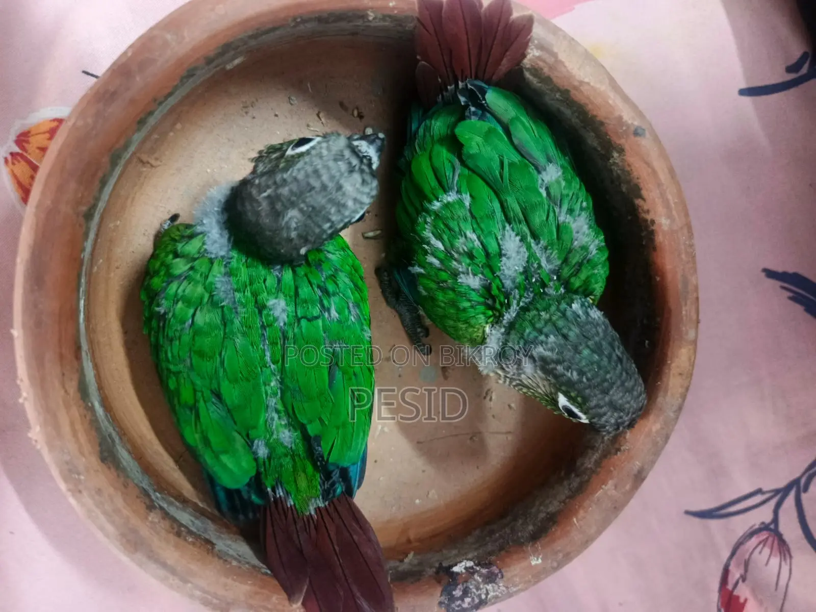 গ্রিনচেক কনিউর
