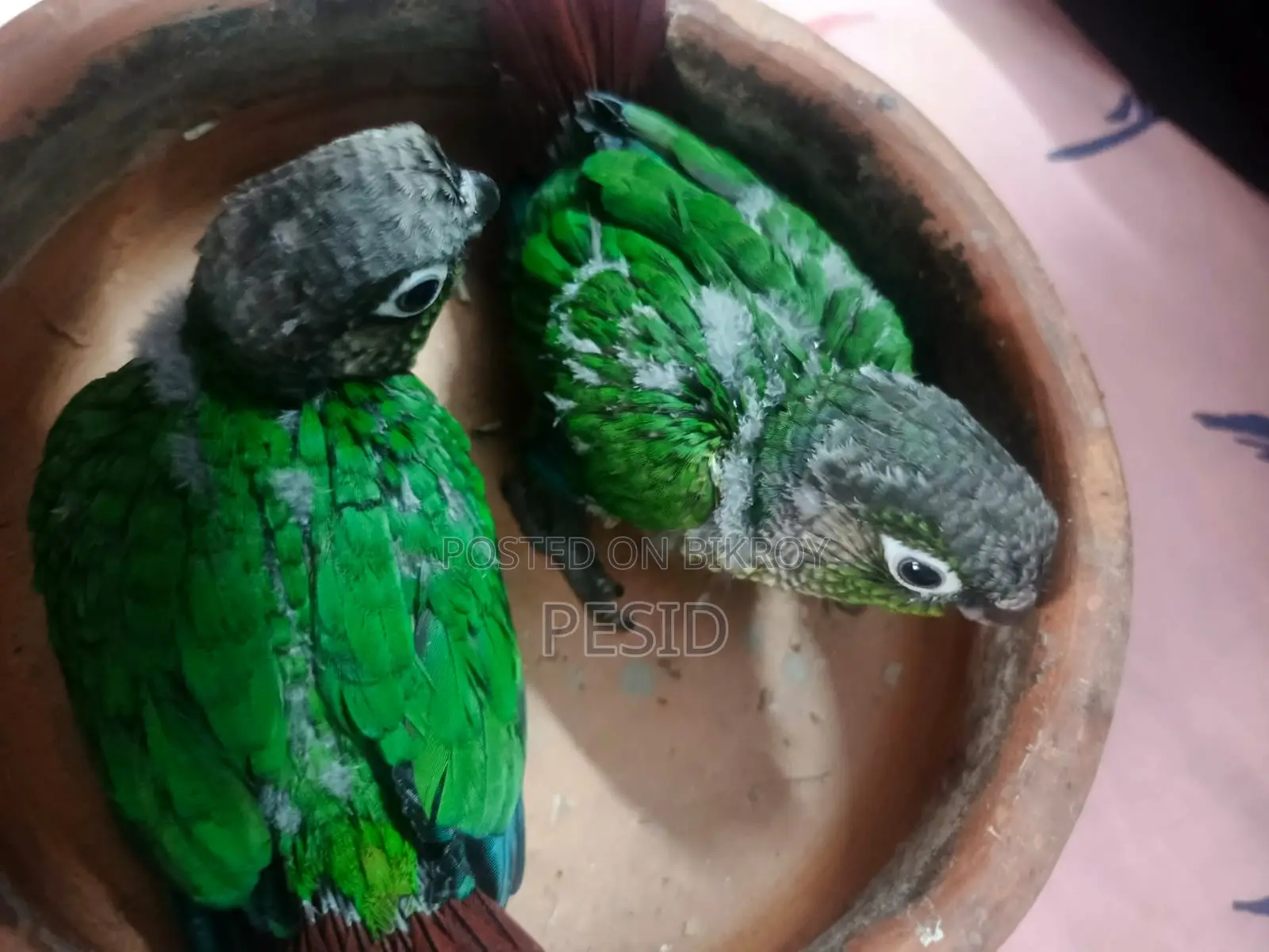 গ্রিনচেক কনিউর