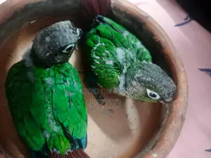 গ্রিনচেক কনিউর