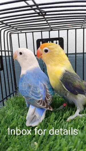 Lovebirds for sale