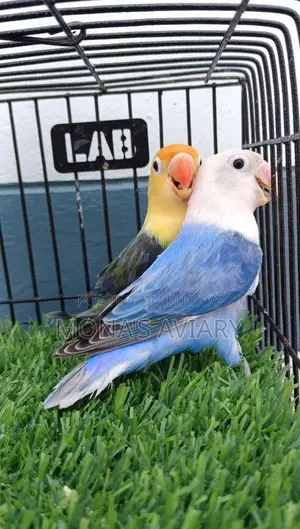 Lovebirds for sale