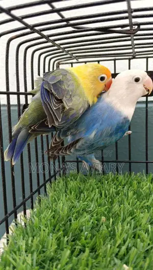Lovebirds for sale
