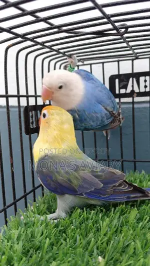 Lovebirds for sale