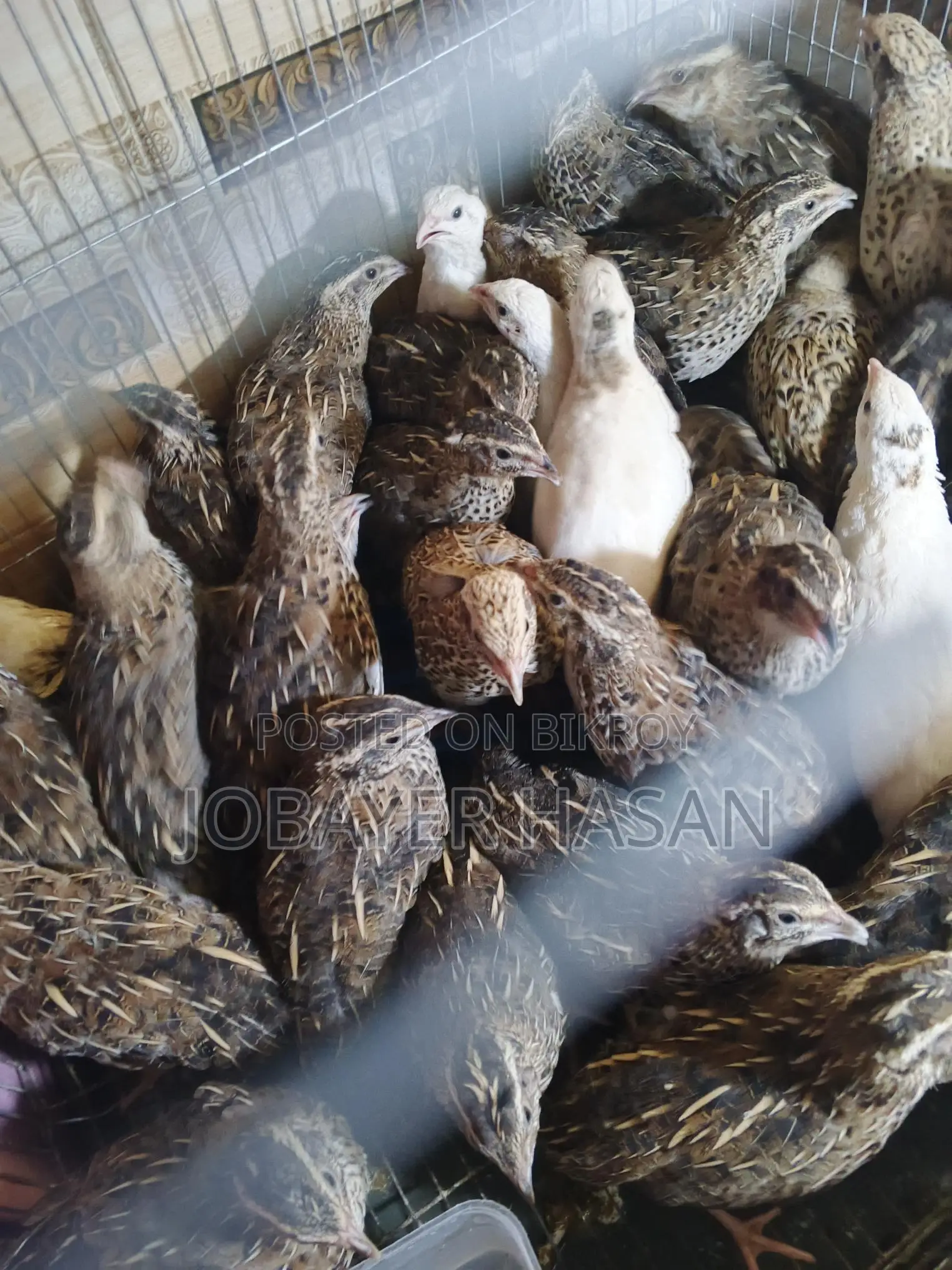 জাপানিজ কোয়েল