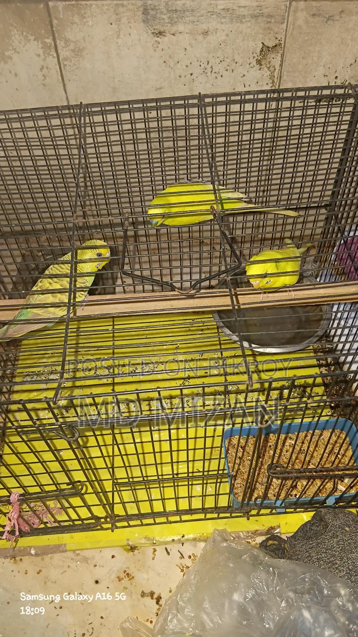 Budgie Birds for Sale