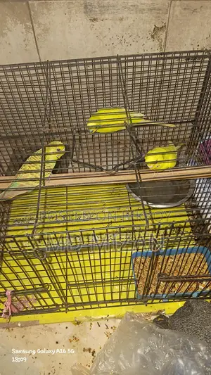 Budgie Birds for Sale