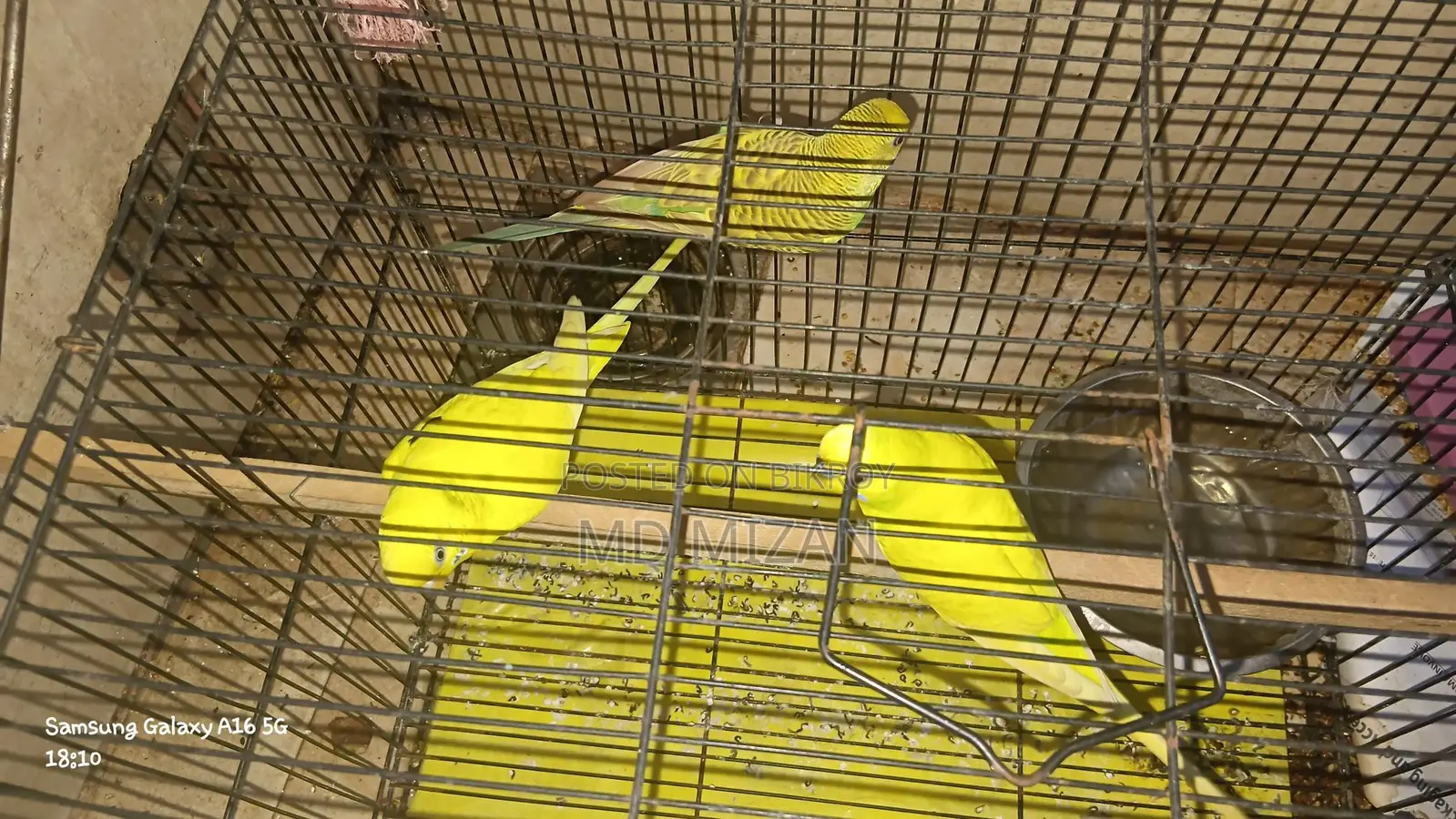 Budgie Birds for Sale