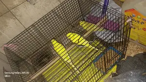Budgie Birds for Sale
