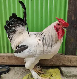 Colombian Light Brahma