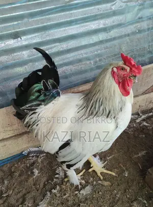Colombian Light Brahma