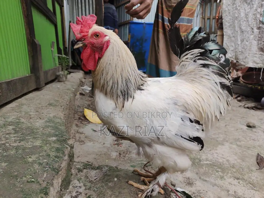 Colombian Light Brahma