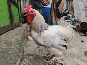 Colombian Light Brahma