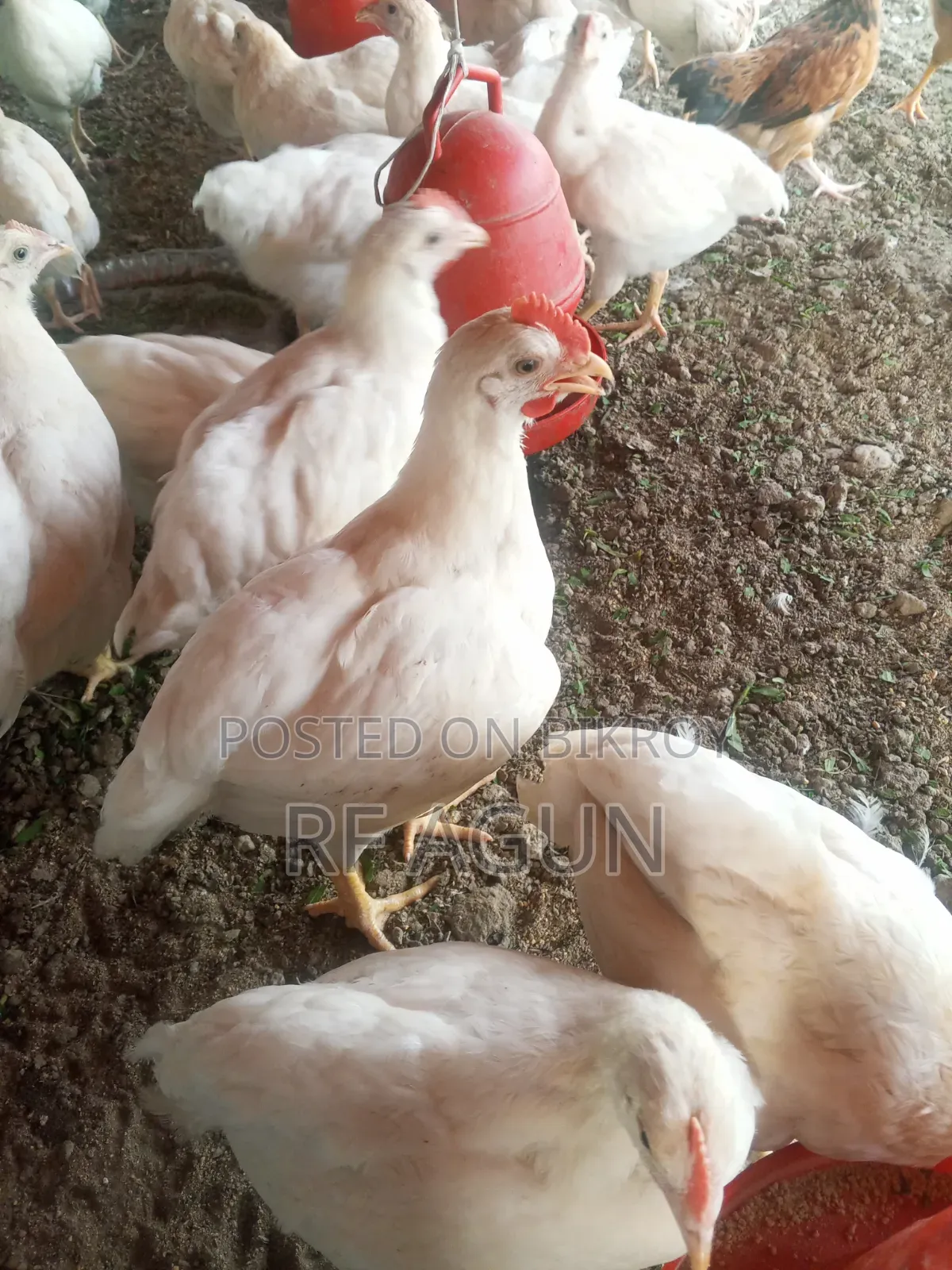 Poultry Farm