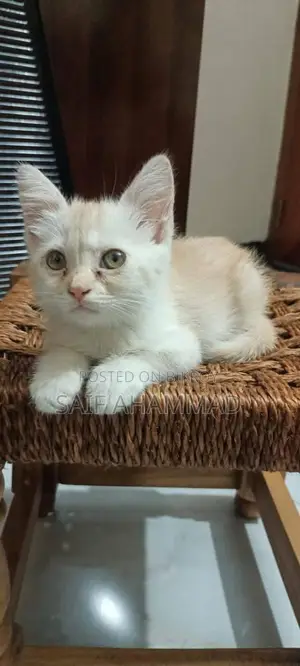 একটা মেল পারসিয়ান মিক্সড কিটেন,
