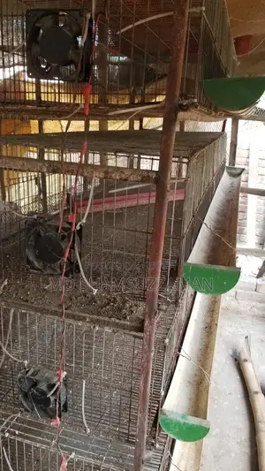 Quail Bird Cage